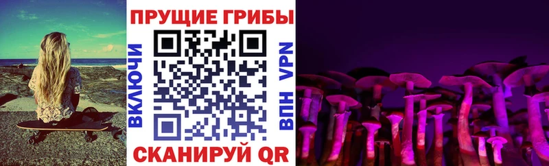 Галлюциногенные грибы Psilocybe  ссылка на мегу как войти  Алзамай 